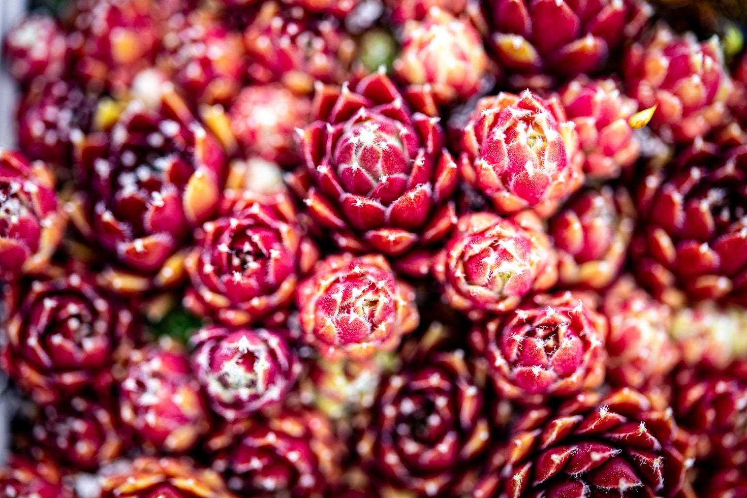 Nachhaltigkeit in der Gartengestaltung